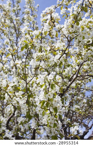 pear, flowers, pear flower flower, white flowers, fruit flowers, spring