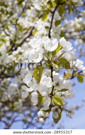 pear, flowers, pear flower flower, white flowers, fruit flowers, spring, springtime, May