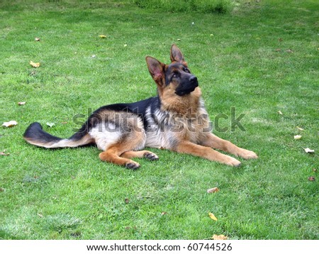 Police dog (German shepherd dog) lying on the green grass and looking up