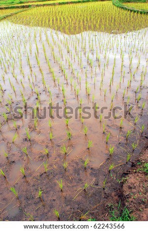 Rice fields in the early stage at Loei, Thailand