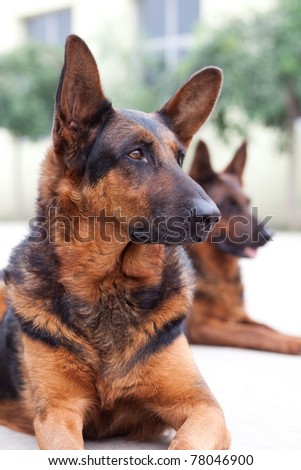 Guard dog close up shoot
