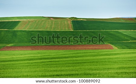 Cultivated land in spring season, landscape from South Bulgaria, green wheat plantations