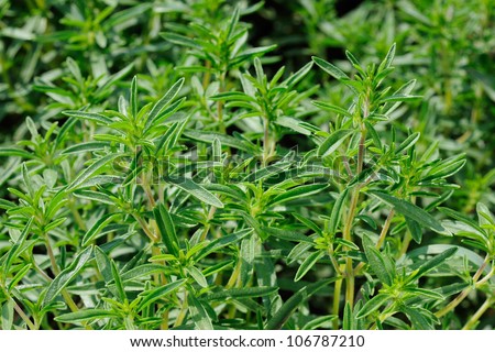 Fresh green savory plant gardeb spice