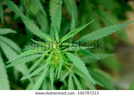 Green spray of marihuana plant