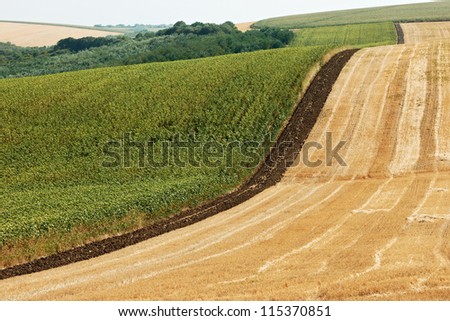 Summer landscape with plantations of sunflower and wheat in North Bulgaria, Dobrudzha region
