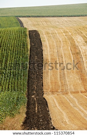 Summer landscape with plantations of sunflower and wheat in North Bulgaria, Dobrudzha region