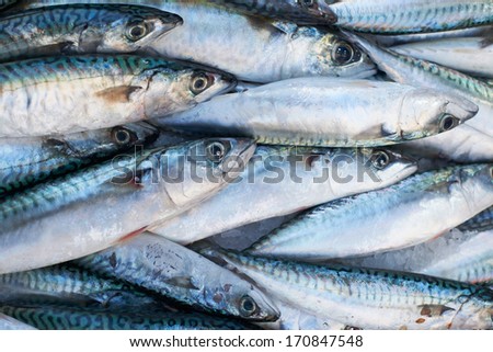 Fresh mediterranean mackerel  fish for sale on market of Marseille, France