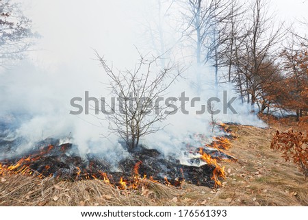 Disaster in oak forest fire in winter woods