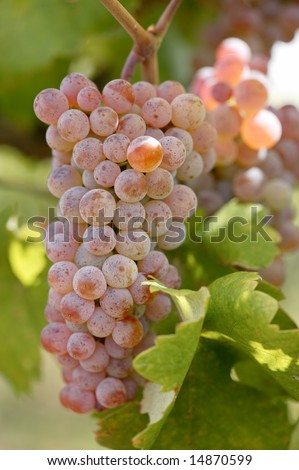 Bunch of rose grapes