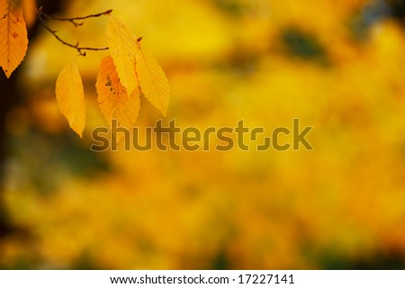 Autumn scene with colorful yellow leafs and blurred yellow background