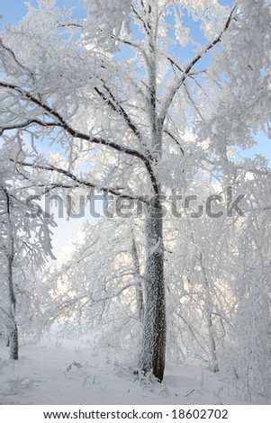 Frosen tree covered with white frost and snow