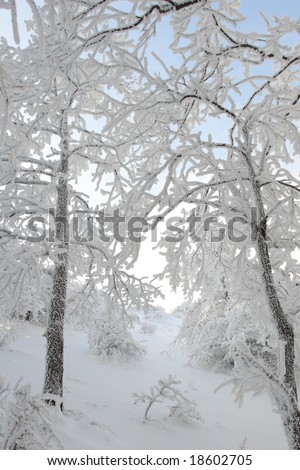 Trees covered with white frost and snow