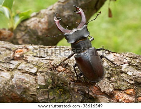 Stag beetle male insect showing his big horns