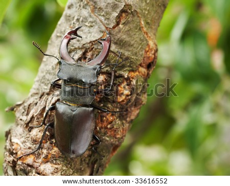 Stag beetle with big horns on a tree branch