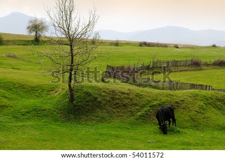 Spring scene with green grass and black cow
