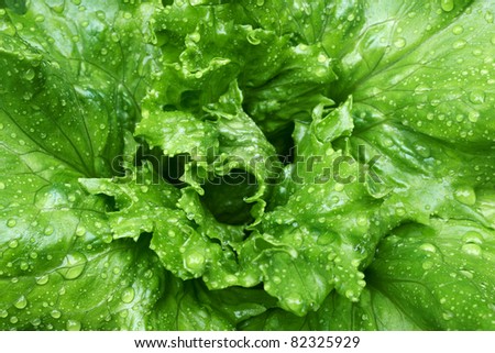 Fresh green Iceberg salad leafs with rain drops