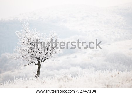 Frozen tree covered with frost in extremely cold winter day