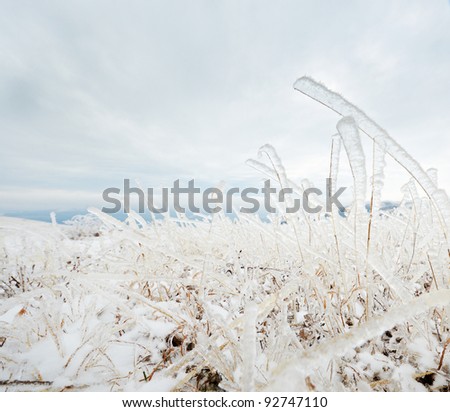 Frozen grass on the top of winter mountain