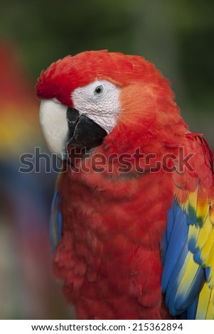 Scarlet Macaw Ara macao is found in southern Mexico, Central America, and South America. In South America, the species is found as far south as northeastern Argentina.
