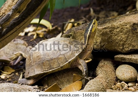 Asian Box Turtle (Cuora spp.) is native to southwest asia