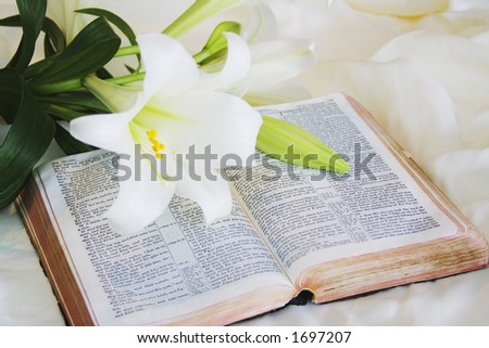 free clip art easter lily. stock photo : Easter Lily and