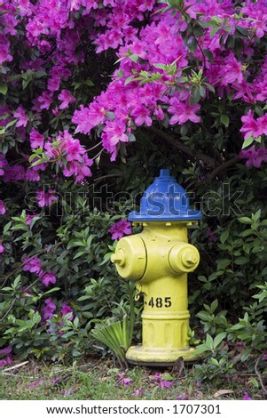 Spring time Azaleas blooming around a fire hydrant the historic district in Savannah Georgia