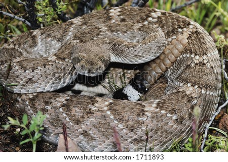 Western Diamondback Rattlesnake (Crotalus atrox) native to the southwestern United States. Growes to a length of 6 feet.