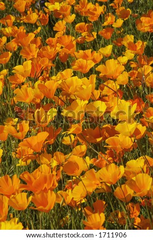 California poppies (Eschscholzia californica) in spring. These brilliant annuals are native to the southern and western states of America.