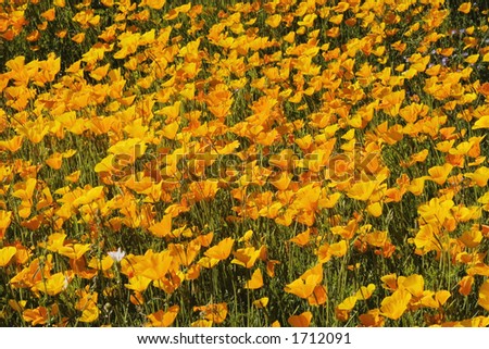 California poppies (Eschscholzia californica) in spring. These brilliant annuals are native to the southern and western states of America.