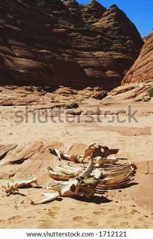 Skeletal remains of cow in dry wash, Coyote Buttes area of Paria Canyon, Vermilion Cliffs Wilderness, Arizona.