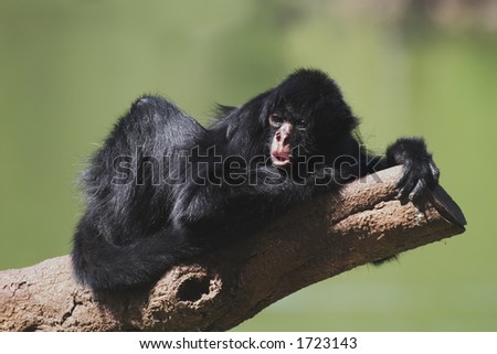 Black-faced Spider Monkey (Ateles paniscus chamek) resting in tree. Live in the forest of  central South America, Brazil.