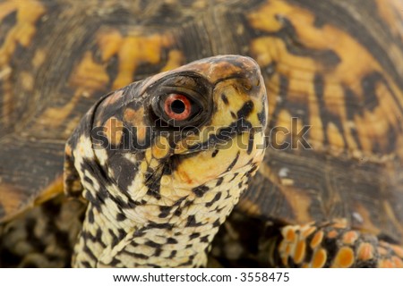 Adult Eastern Box Turtle  (Terrapene carolina carolina)  is a subspecies within a group of hinge-shelled turtles, normally called box turtles. T. c. carolina is native to an eastern part of the US