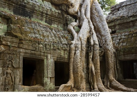 Ficus Strangulosa tree growing over a doorway in the ancient ruins of Ta Prohm at the Angkor Wat site in Cambodia