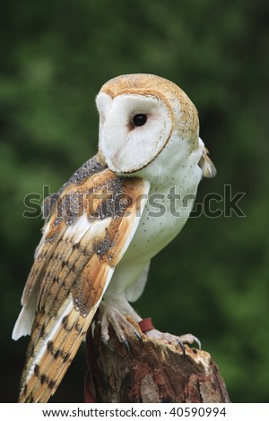 The Barn Owl (Tyto alba)