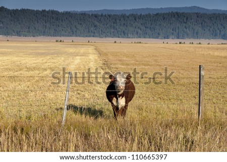 Farmers field with a cow standing on the other side of a fence
