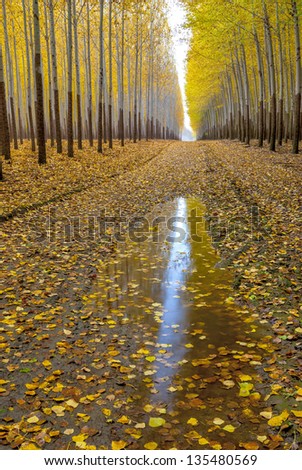 Autumn tree farm with yellow leaves and water puddle