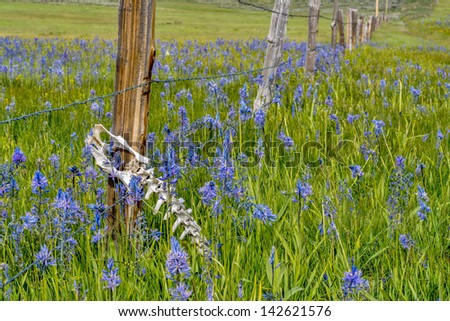 Rickety old fence with a dead animal and flowers
