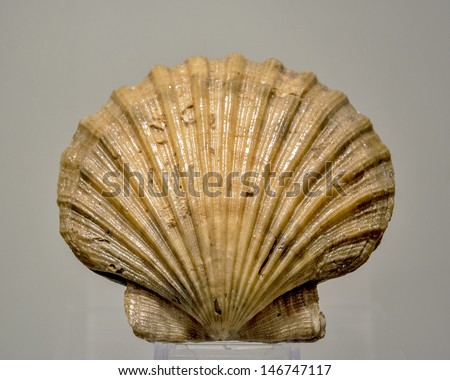 Remnants of a Scallop Shell as a fossil