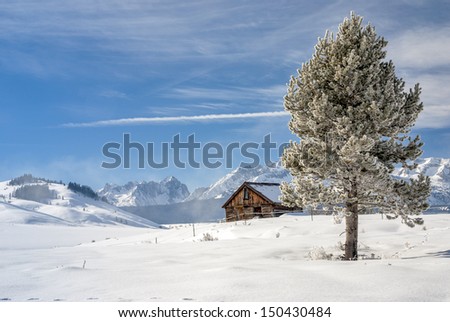 Snow covered groups and snowy pine tree winter