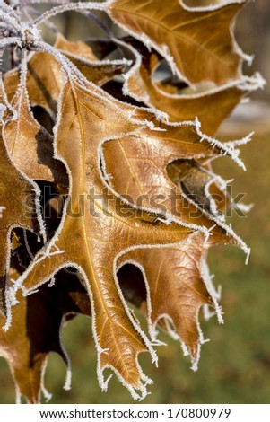 Frosty leaves on an old Oak tree