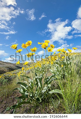 Yellow spring flowers against a blue sky with clouds
