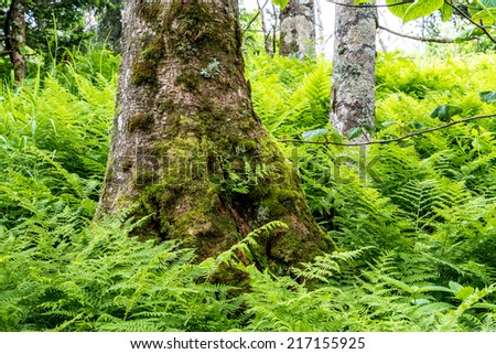 Ferns and tree along the Appalachian trail