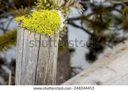 Moss covered wood fence post with frost on it