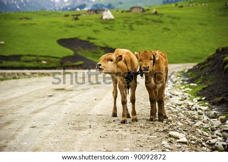 lovely cows on the road