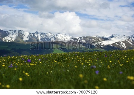 beautiful spring flowers in highland with ice mountain
