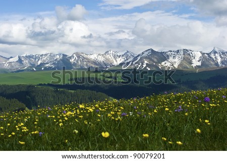 beautiful spring flowers in grassland with ice mountain