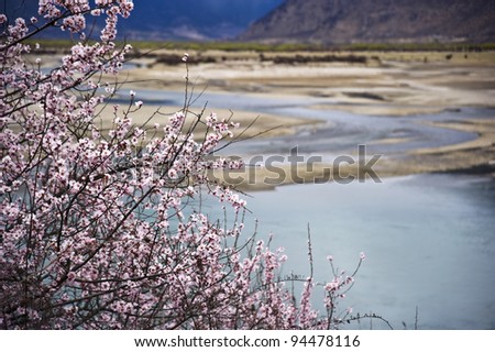 Beautiful landscape peach blossoms in tibet with blue sky and white cloud