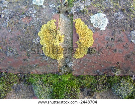 Fungi covered wall