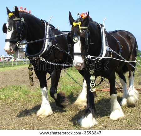 Working shire horses