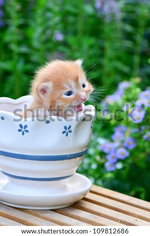 cute kitten in flower pot